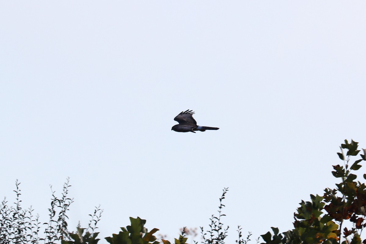 Northern Harrier - Colin Sumrall