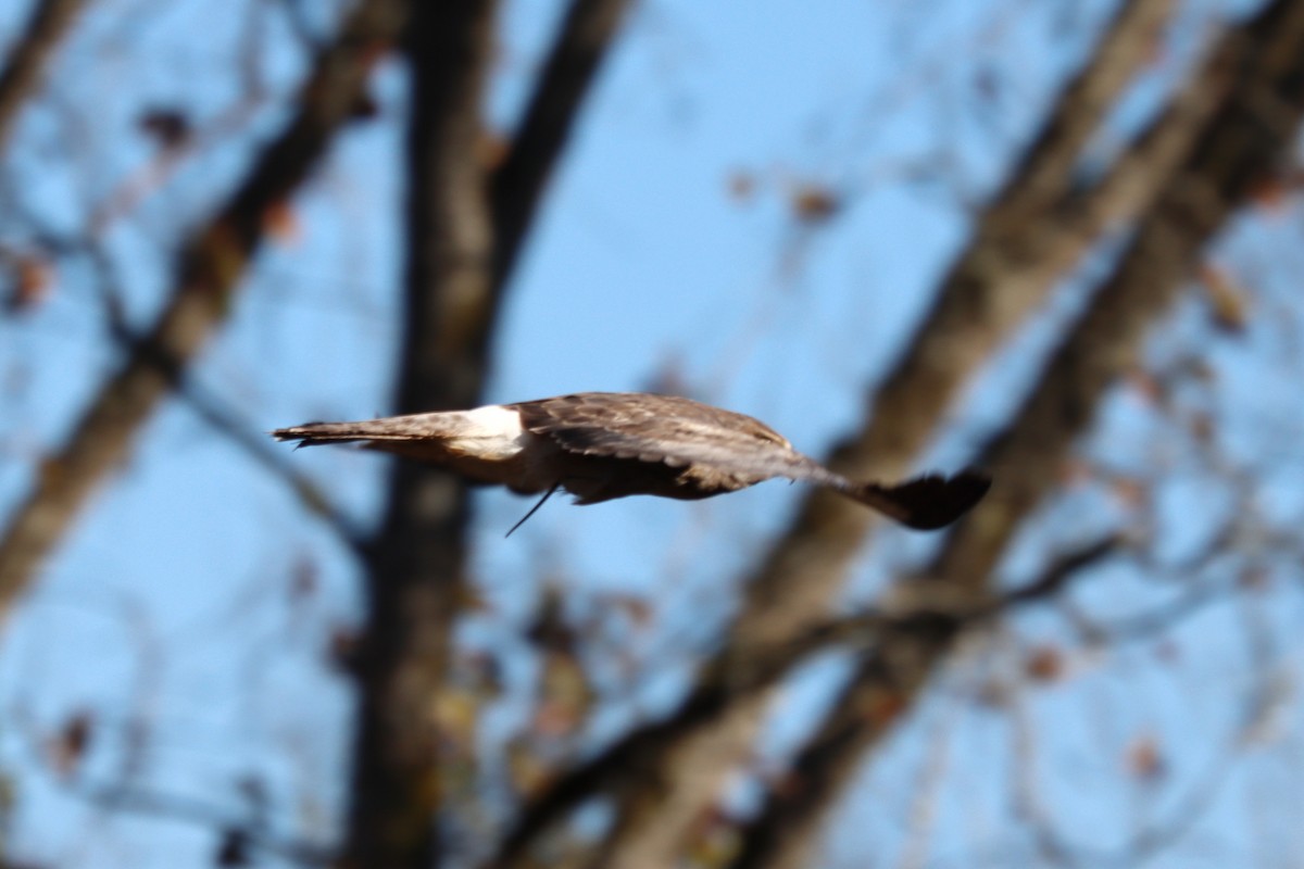 Northern Harrier - ML185806651