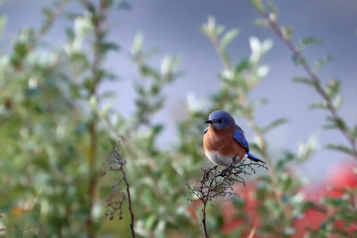 Eastern Bluebird - ML185806791