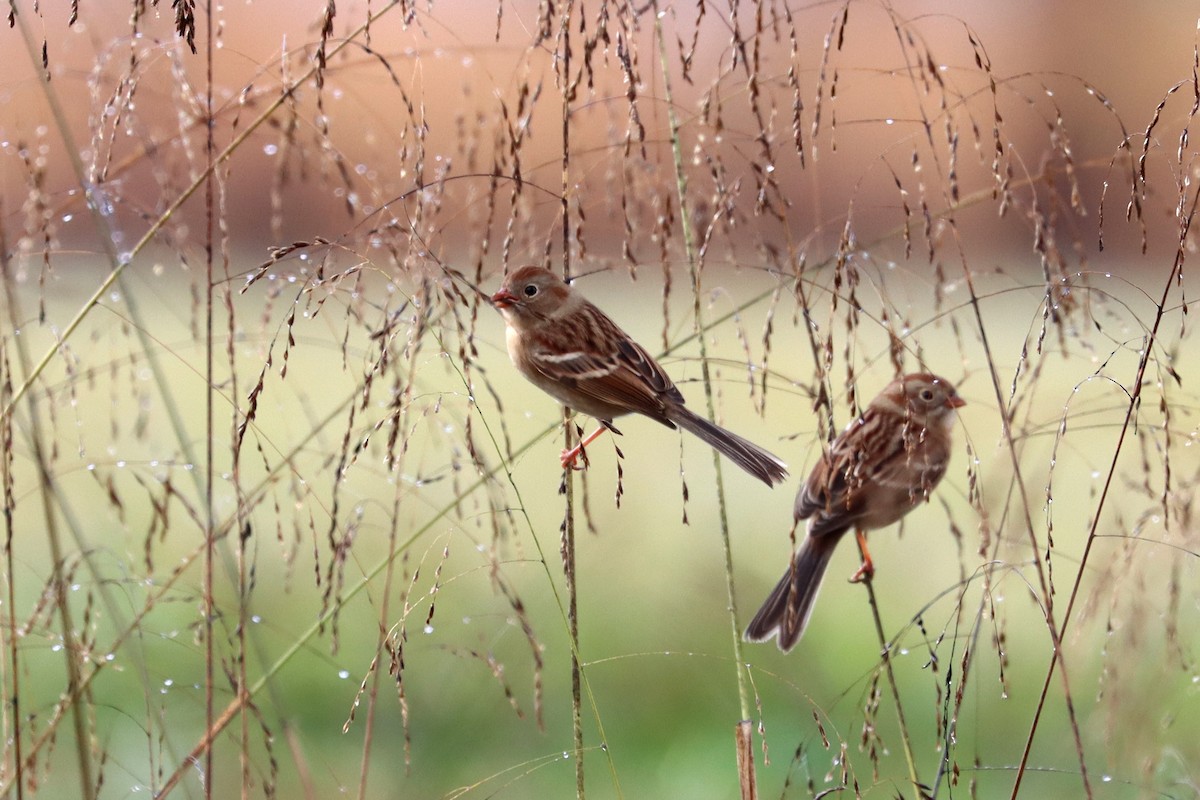 Field Sparrow - ML185806831