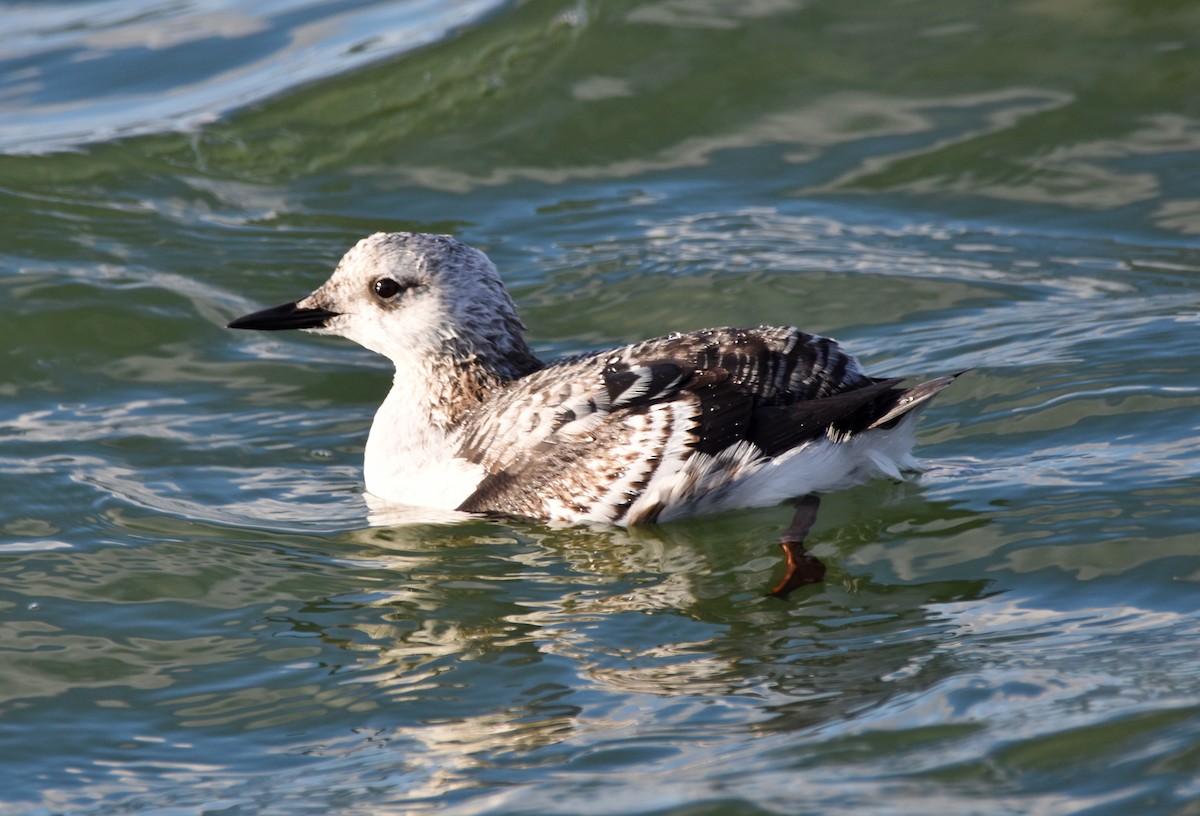 Black Guillemot - ML185807431