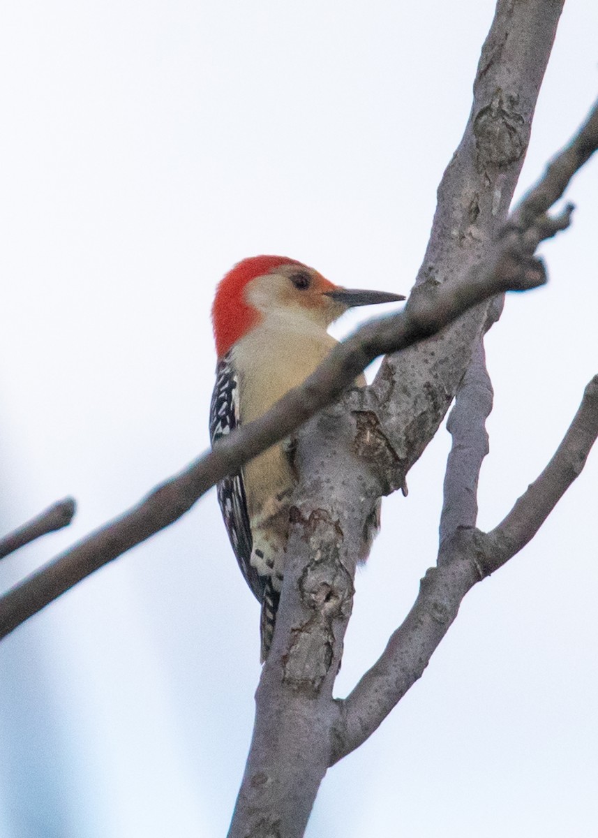 Red-bellied Woodpecker - ML185807611