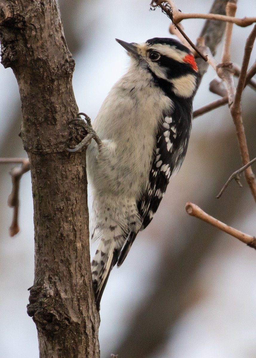 Downy Woodpecker - ML185807701