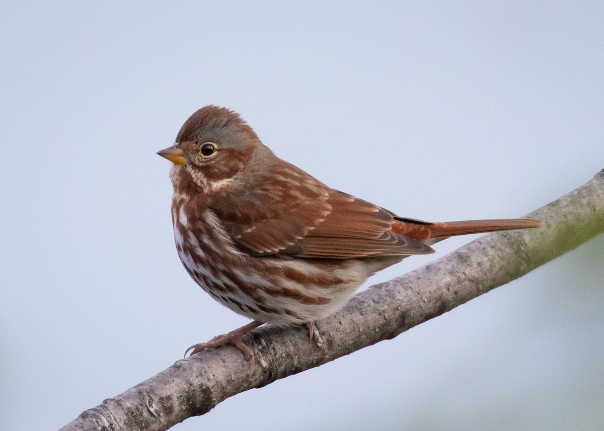 Fox Sparrow - ML185807751