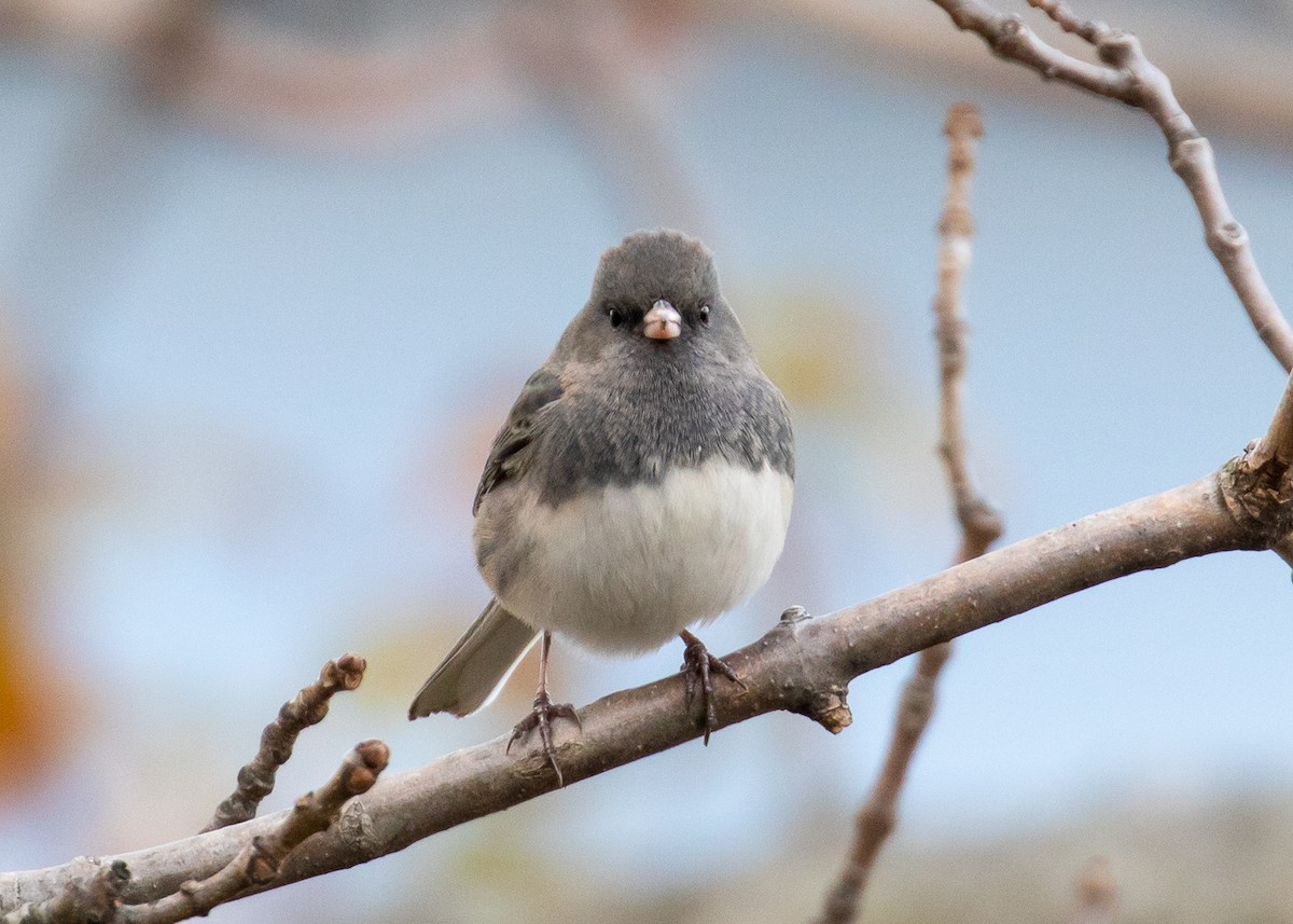 Dark-eyed Junco - ML185807891