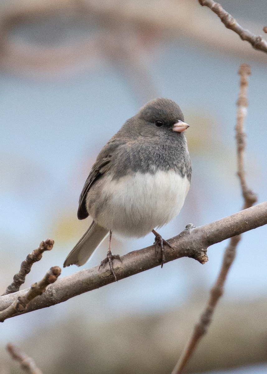 Dark-eyed Junco - ML185807901