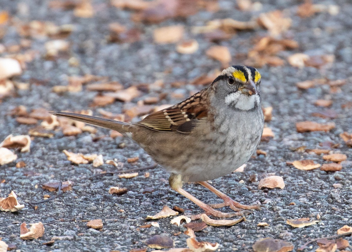 White-throated Sparrow - ML185808011