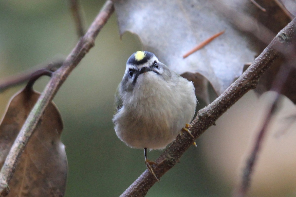 Golden-crowned Kinglet - Robert Gowan