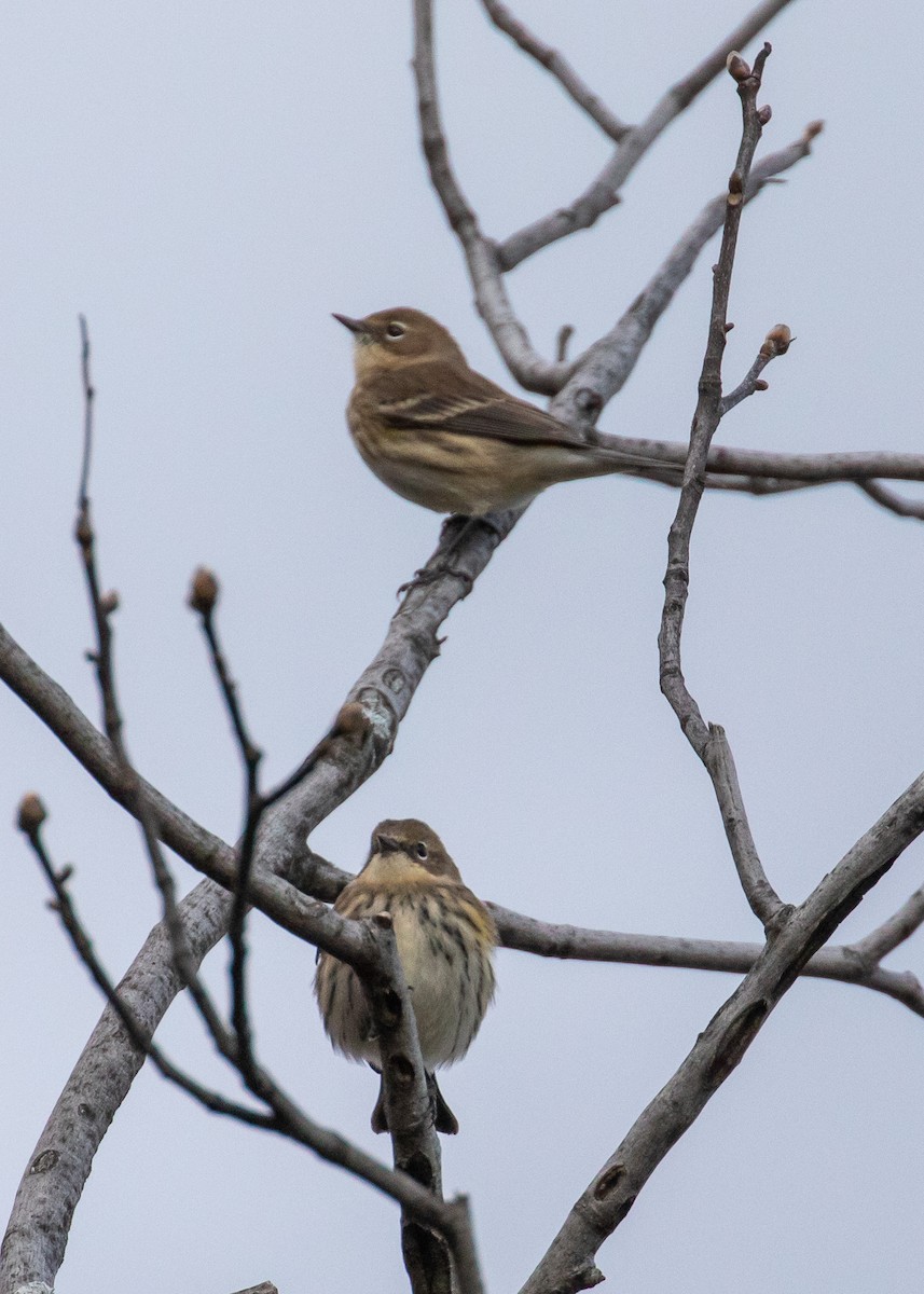 Yellow-rumped Warbler - ML185808241