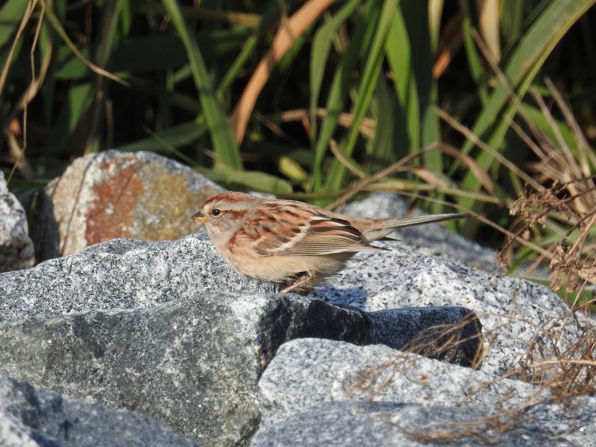 American Tree Sparrow - ML185808721