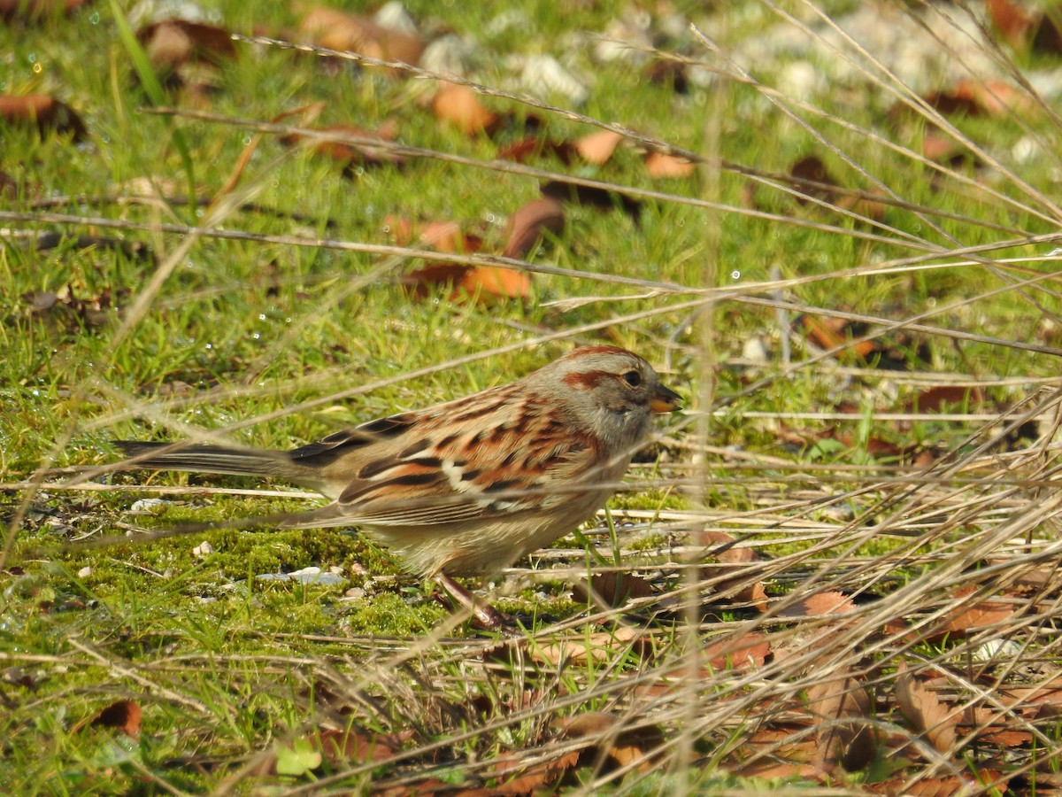 American Tree Sparrow - Neill Vanhinsberg