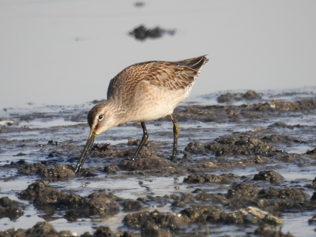 Long-billed Dowitcher - ML185811391