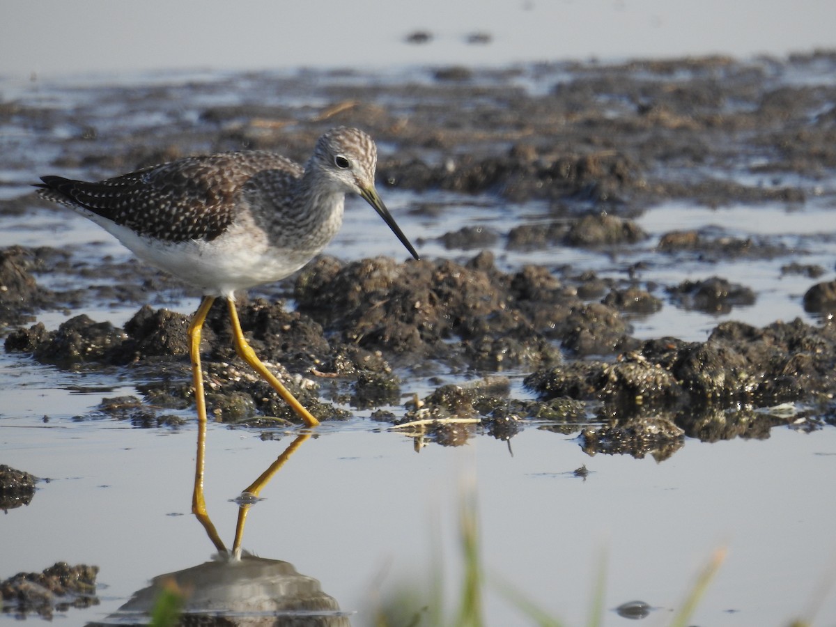 Greater Yellowlegs - ML185811471