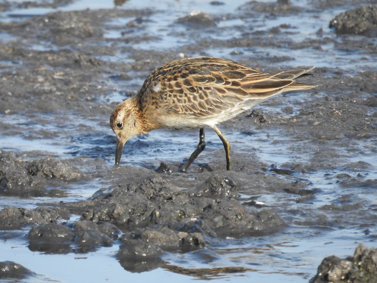 Sharp-tailed Sandpiper - Neill Vanhinsberg