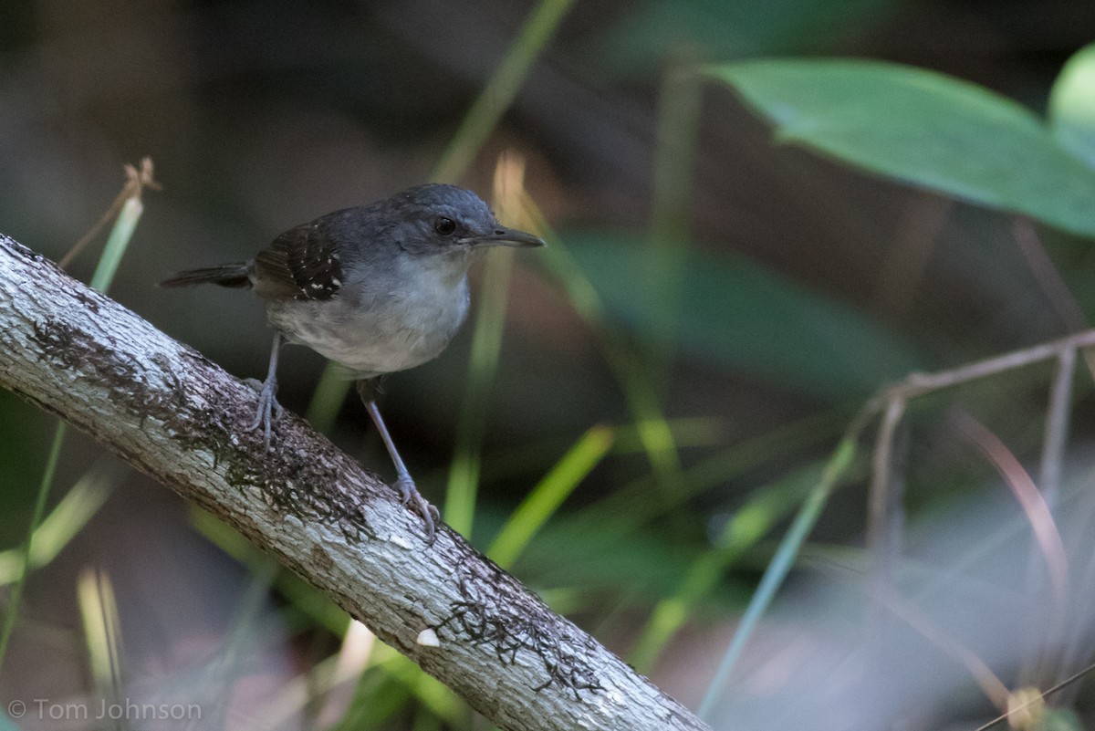 Zweifarb-Ameisenvogel - ML185813021