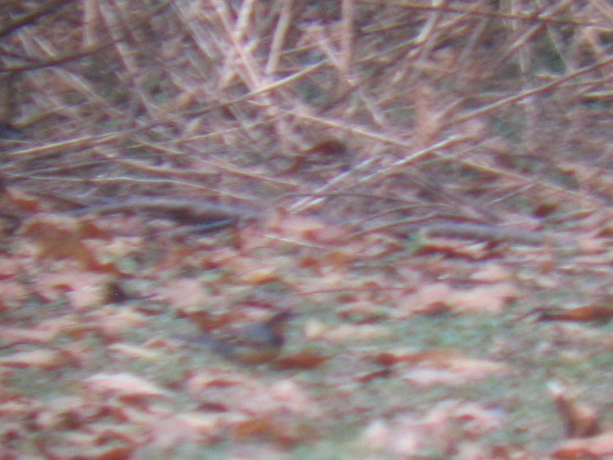 Varied Thrush - ML185813321
