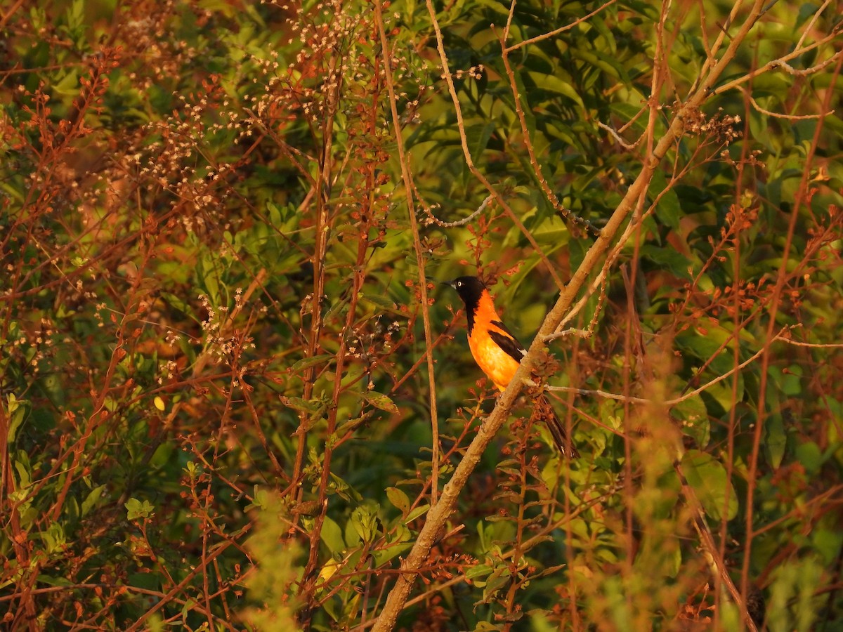 Oriole des campos - ML185814761