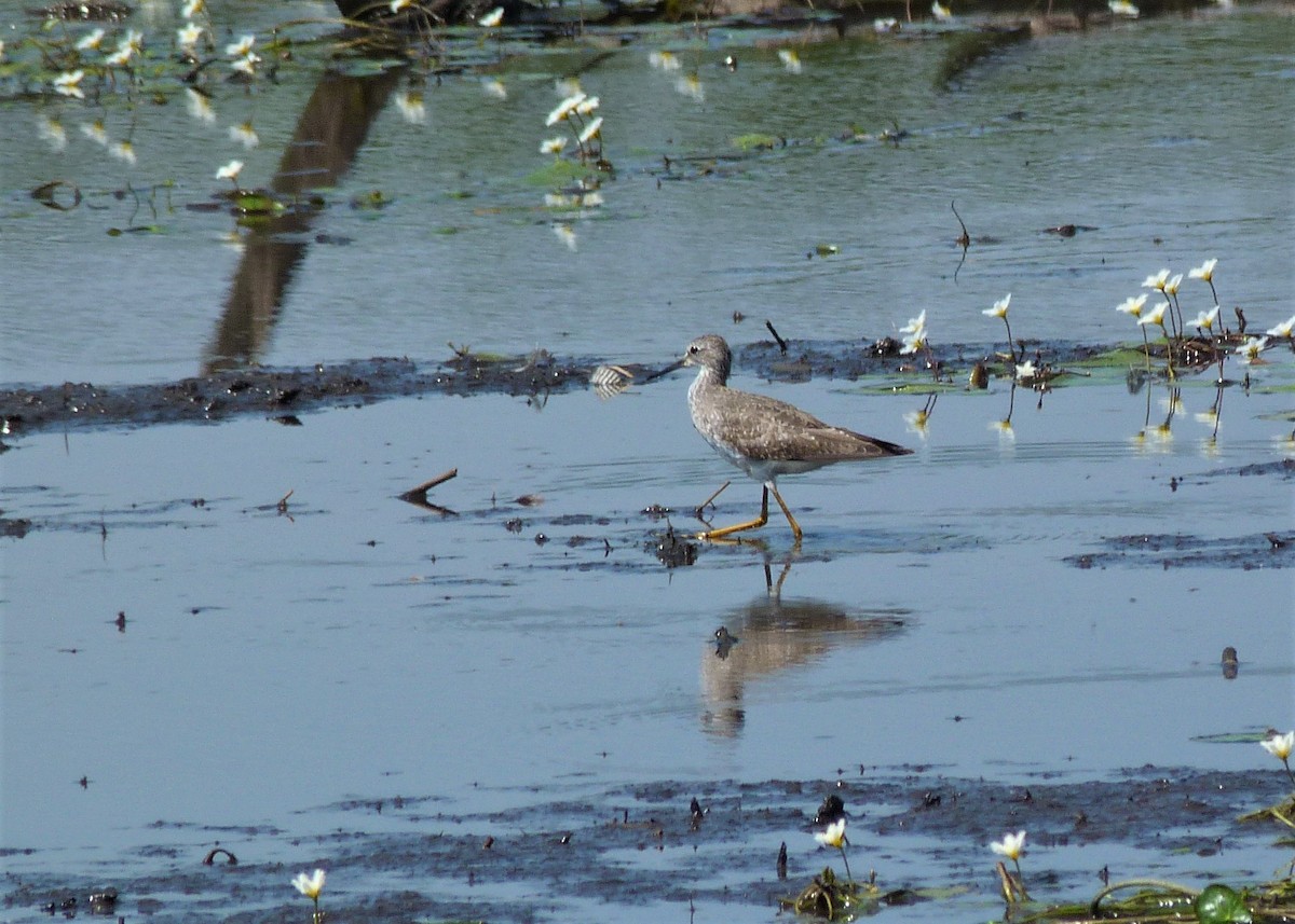 Lesser Yellowlegs - ML185815191