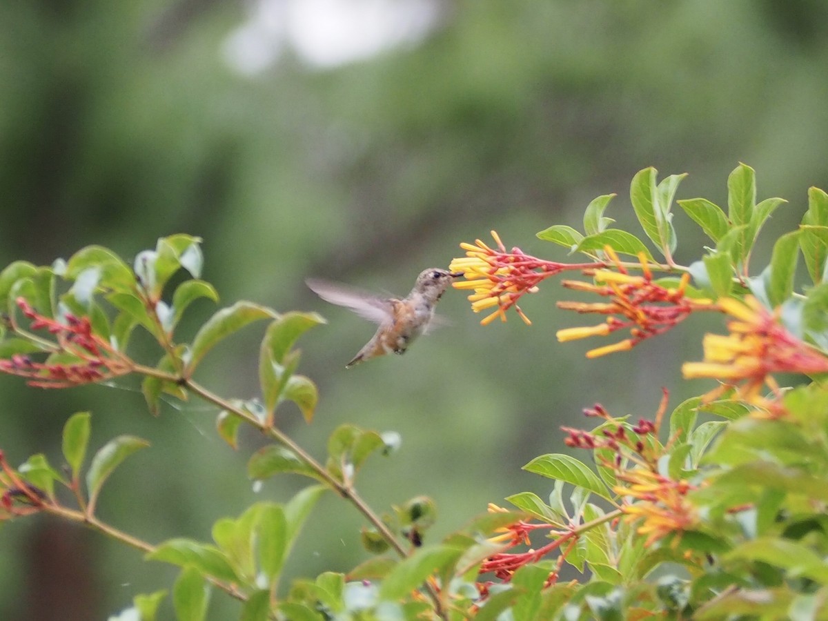 Rufous Hummingbird - David Kramer