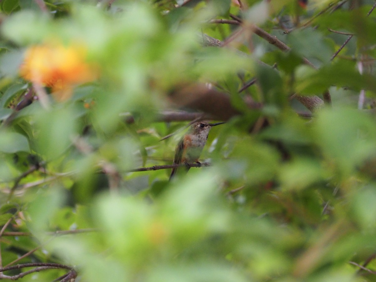 Rufous Hummingbird - David Kramer