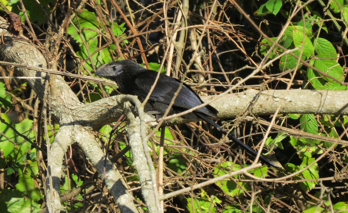 Groove-billed Ani - Brian Johnston