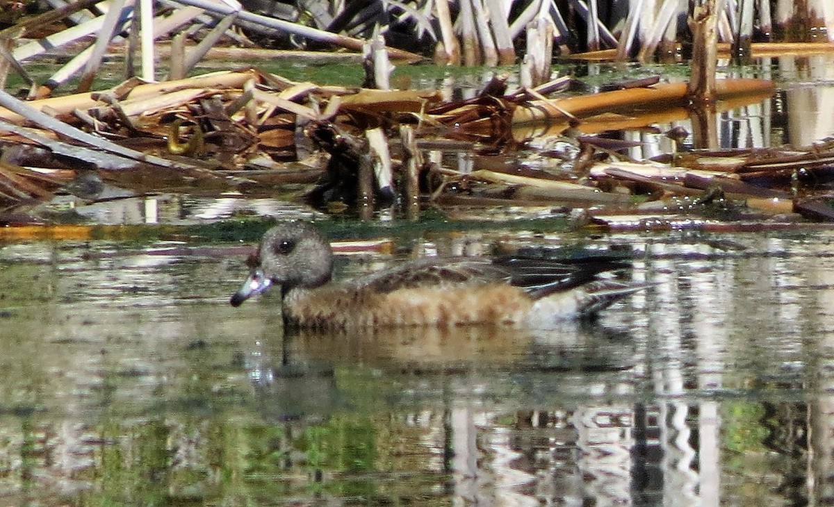 American Wigeon - ML185818801