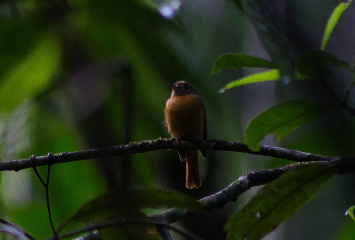 Ruddy-tailed Flycatcher - ML185822031