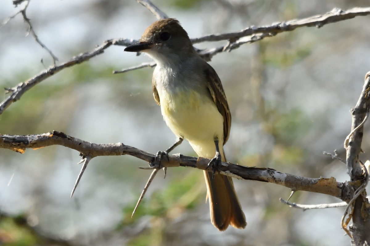 Brown-crested Flycatcher - ML185823081