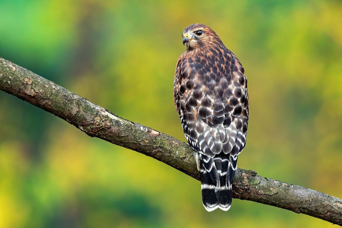 Red-shouldered Hawk - Brad Imhoff