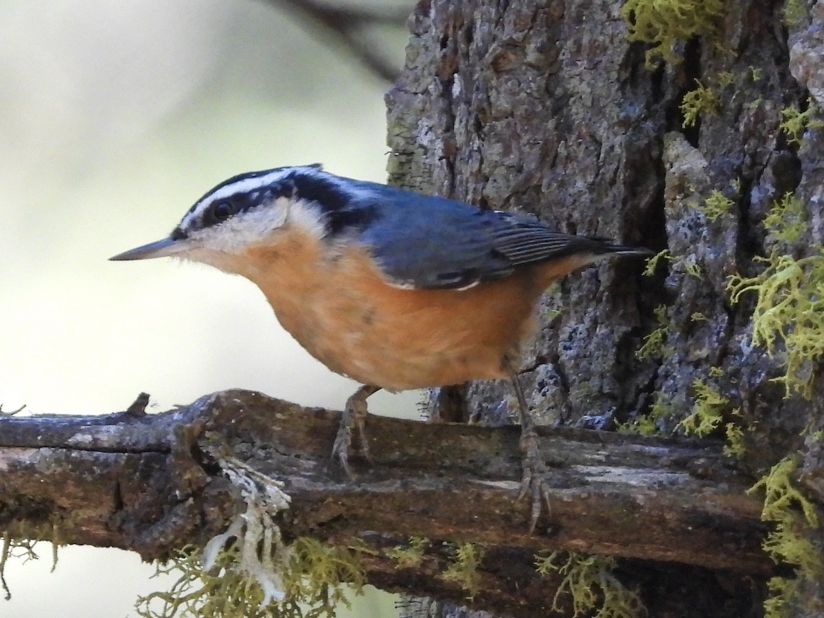 Red-breasted Nuthatch - ML185825861