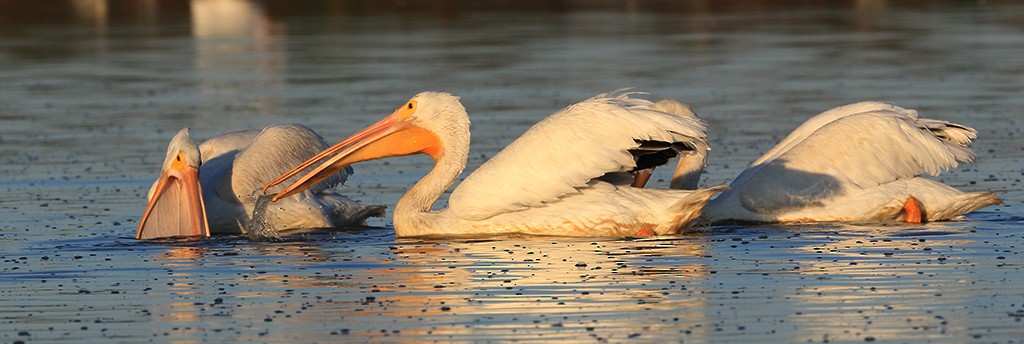 American White Pelican - manuel grosselet