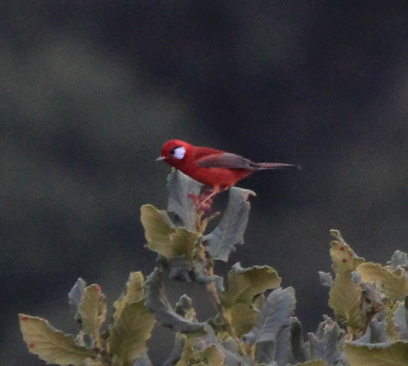 Red Warbler - Jonathan  Juárez Aguilar