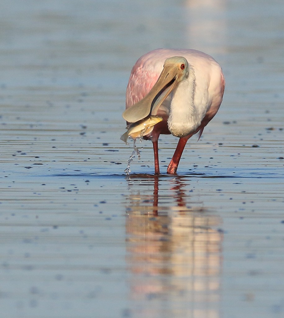 Roseate Spoonbill - ML185827661