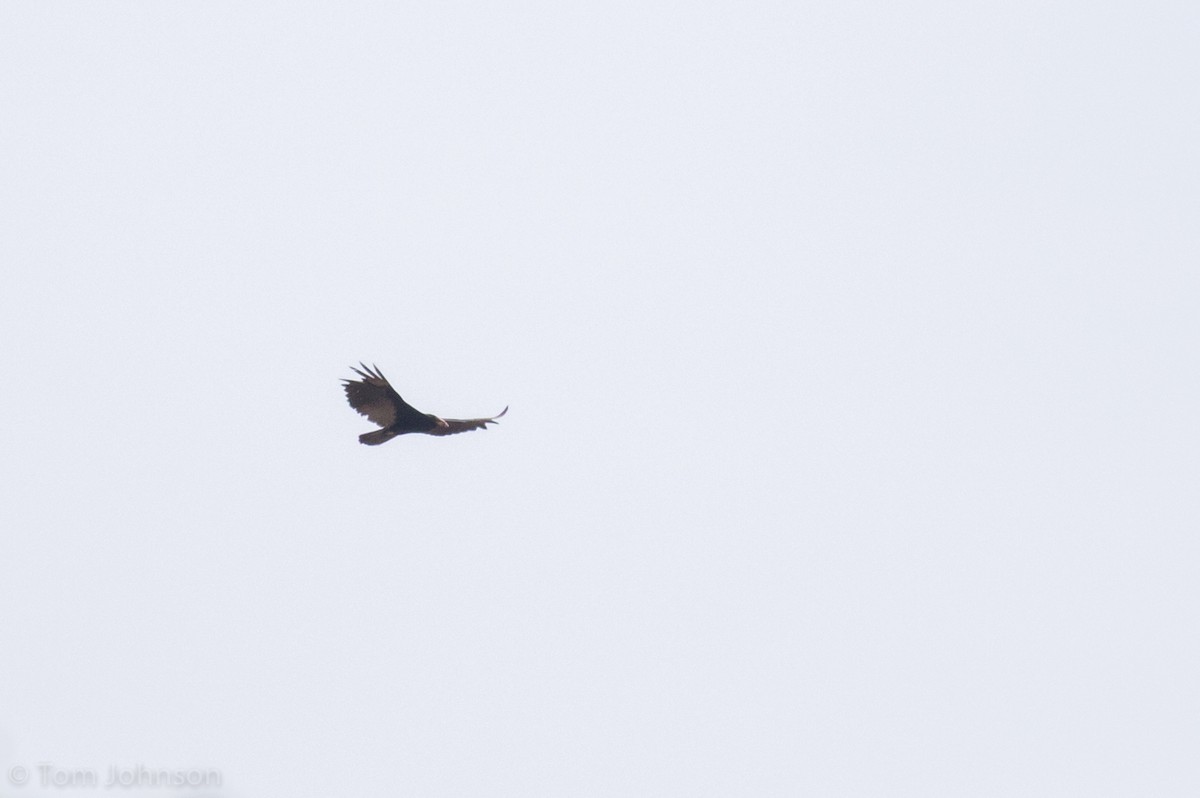 Greater Yellow-headed Vulture - Tom Johnson