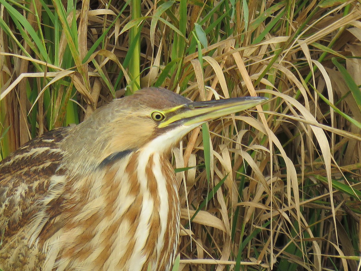 American Bittern - Martha Keller