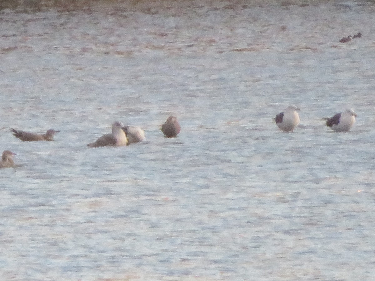 Great Black-backed Gull - ML185831661