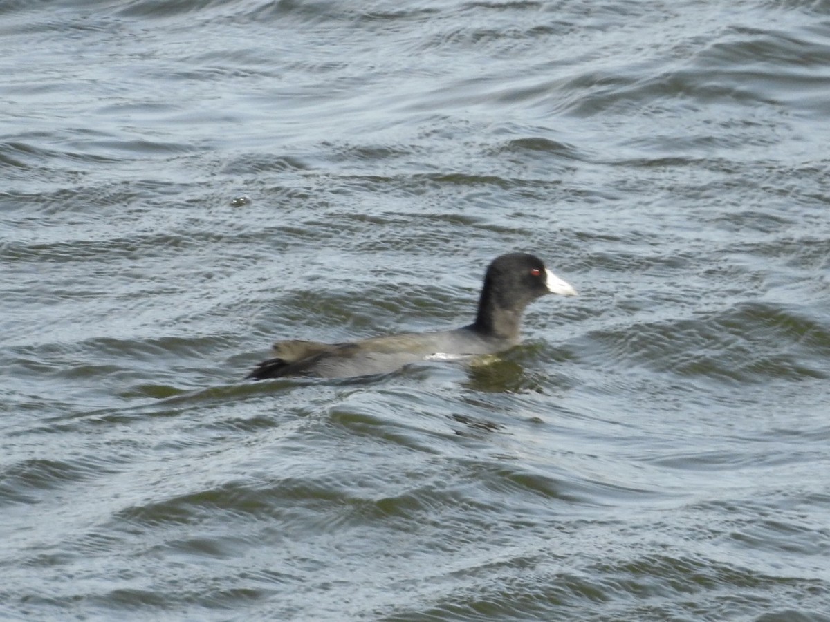 American Coot - ML185833061