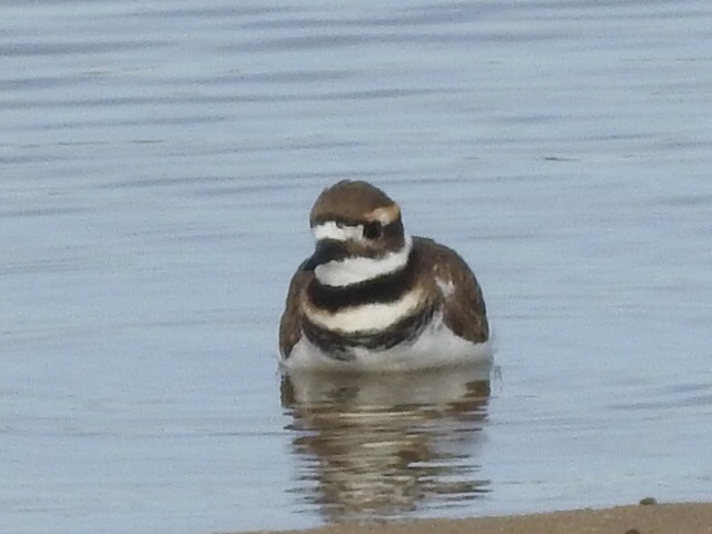 Killdeer - Michael Dolfay