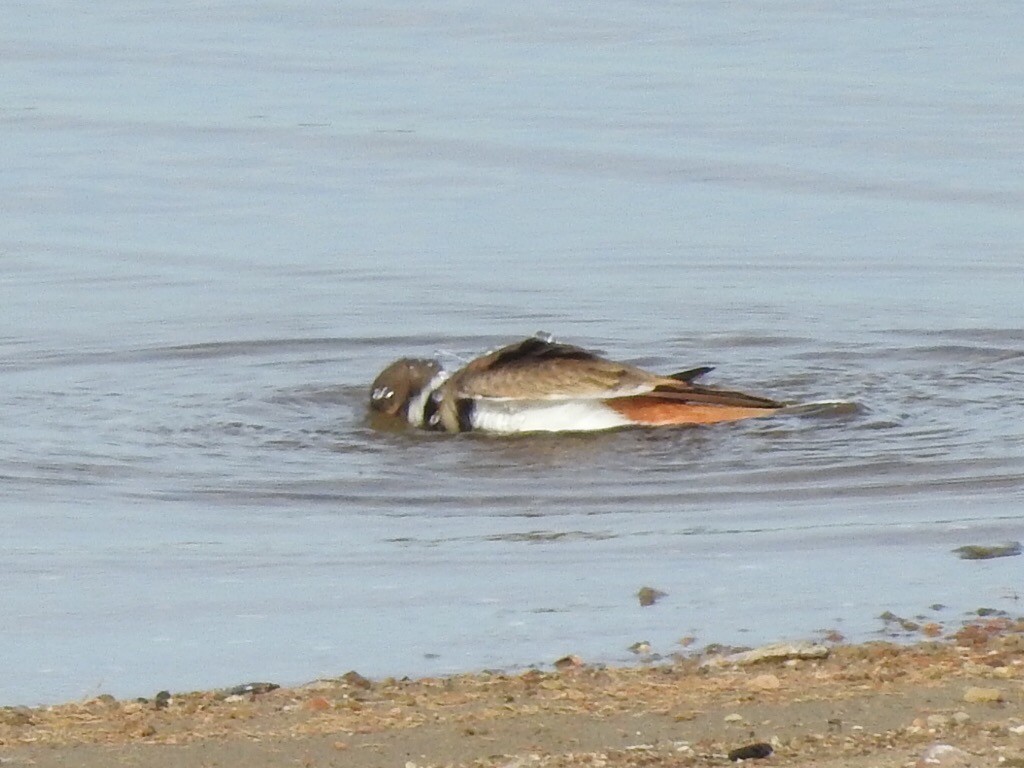 Killdeer - ML185833261