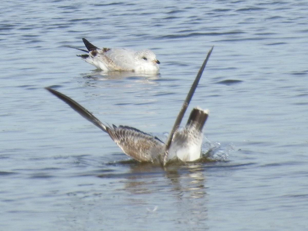 Ring-billed Gull - ML185834911