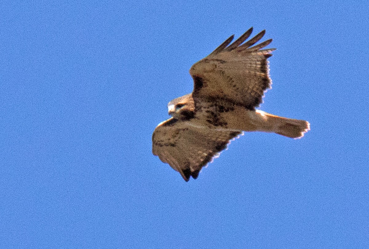 Red-tailed Hawk - ML185837631