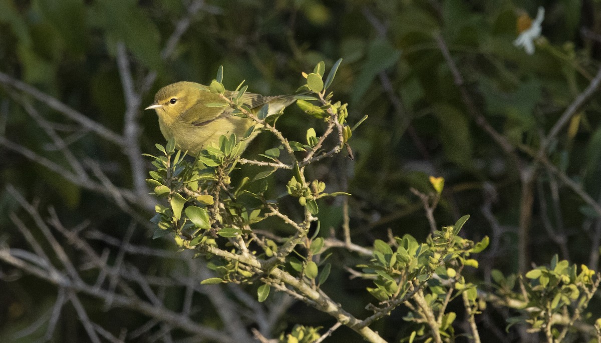 Tennessee Warbler - ML185837961