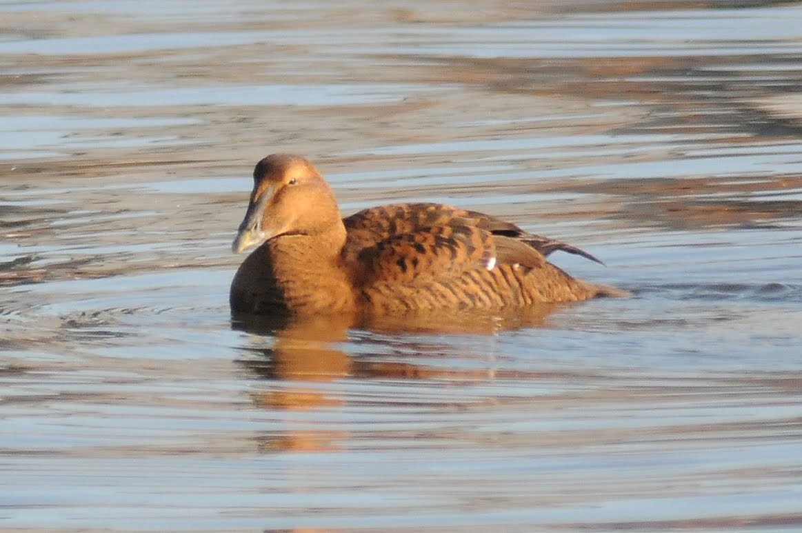 Common Eider - ML185838221