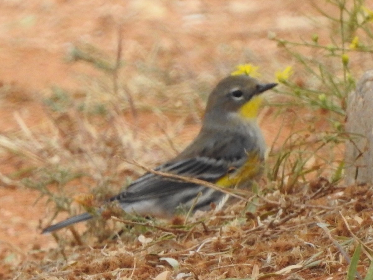 Yellow-rumped Warbler - ML185839351