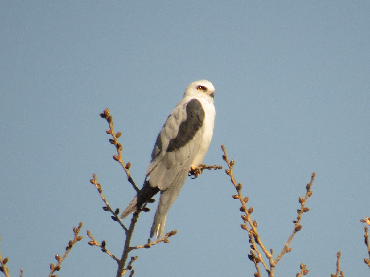 White-tailed Kite - Bob Greenleaf