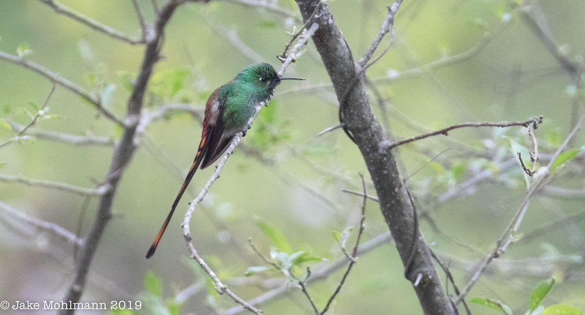 Colibrí Cometa - ML185840151