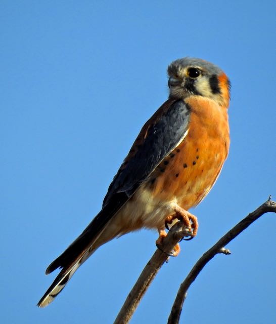 American Kestrel - Vern Tunnell