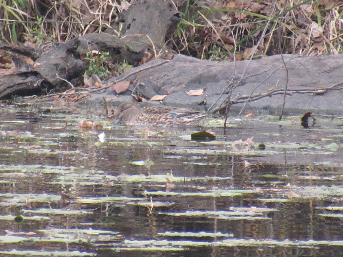 Green-winged Teal - ML185840491