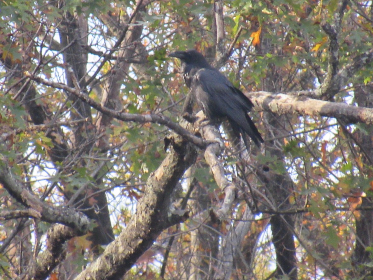 Common Raven - ML185840921