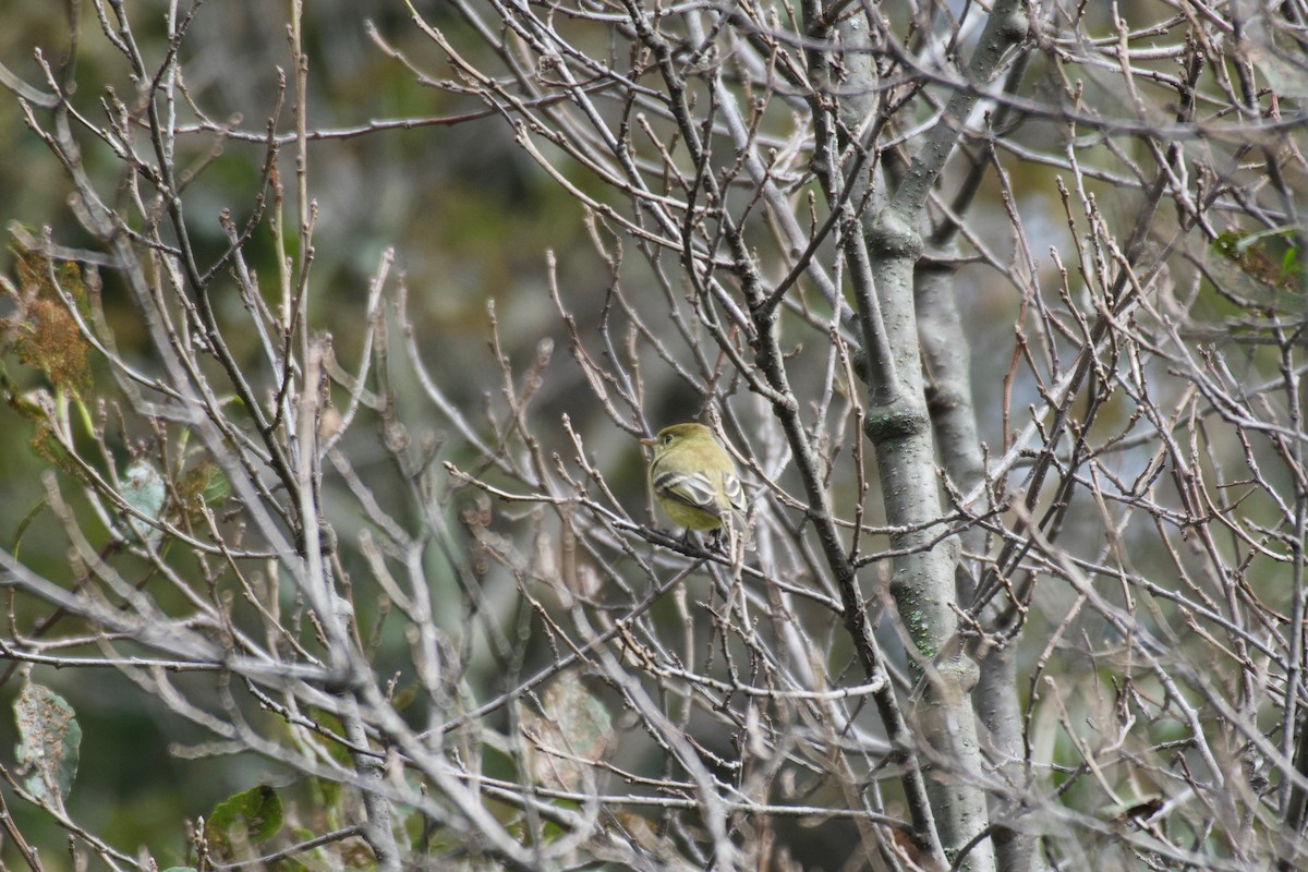 Pine Flycatcher - ML185841011